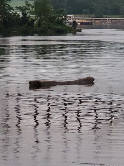  log in river